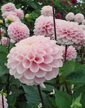 {{brizy_dc_image_alt imageSrc=